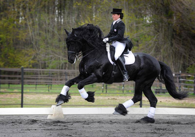 Heartland Equestrian Center
