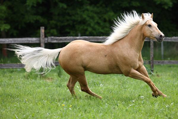 Heartland Equestrian Center