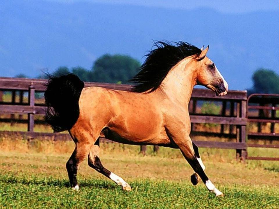 Heartland horses