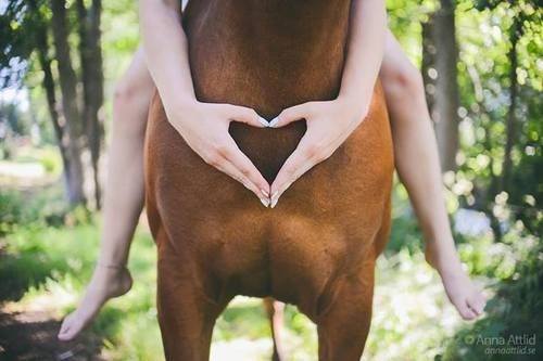 Heartland Equestrian Center